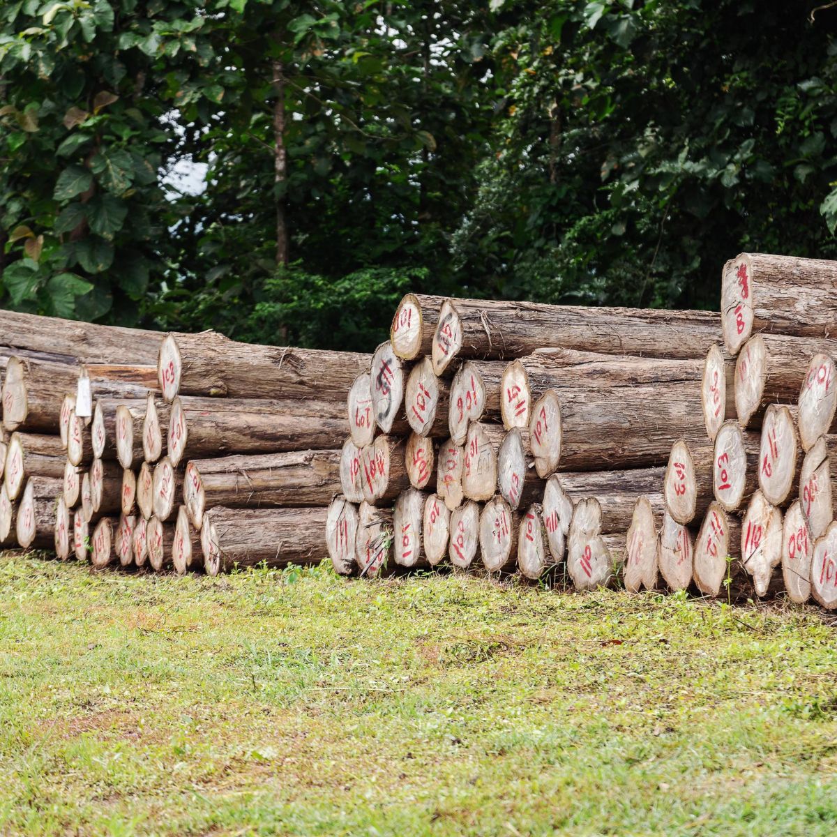 Séchage des troncs de teck en Indonésie.